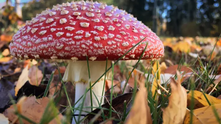 Droša sēņošana Latvijā 29.–30. augustā: pārbaudes pirms meža