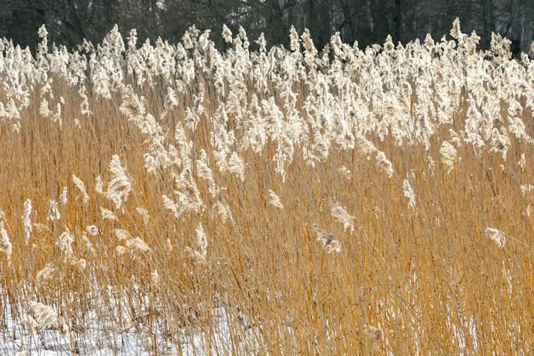 Rīgas pirmais rudens sals: vai gaisa temperatūra oktobrī noslīdēs zem nulles?